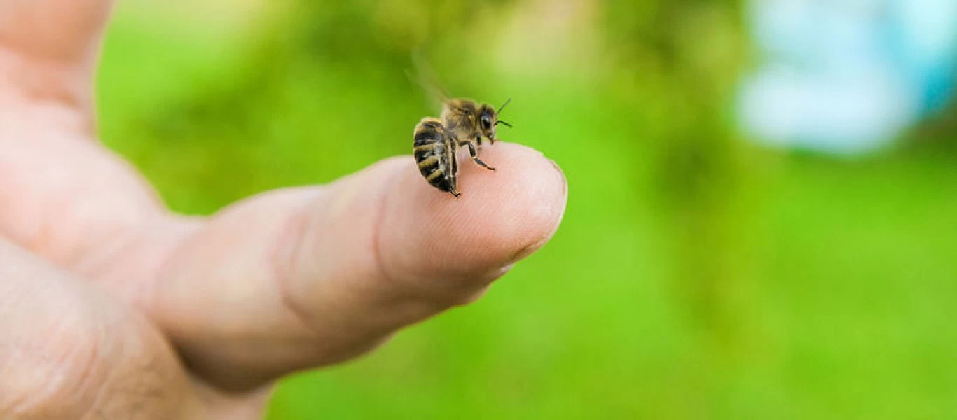 Άρτα: 75χρονος υπέστη αλλεργικό σοκ και ανακοπή από τσίμπημα μέλισσας
